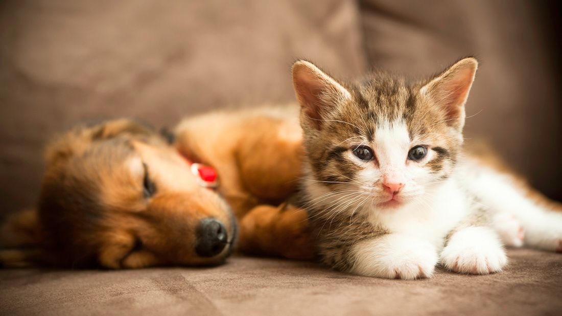 The true cost of owning a dog or cat means having pets on the couch