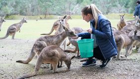 Woman who gave up dream job to travel feeding kangaroos