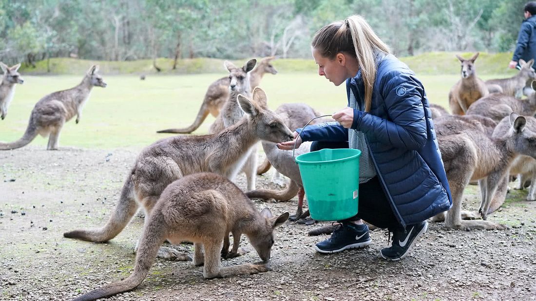 woman feeding kangaroos