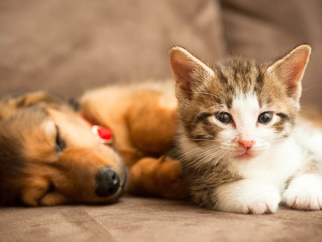 average annual cost to own a dog