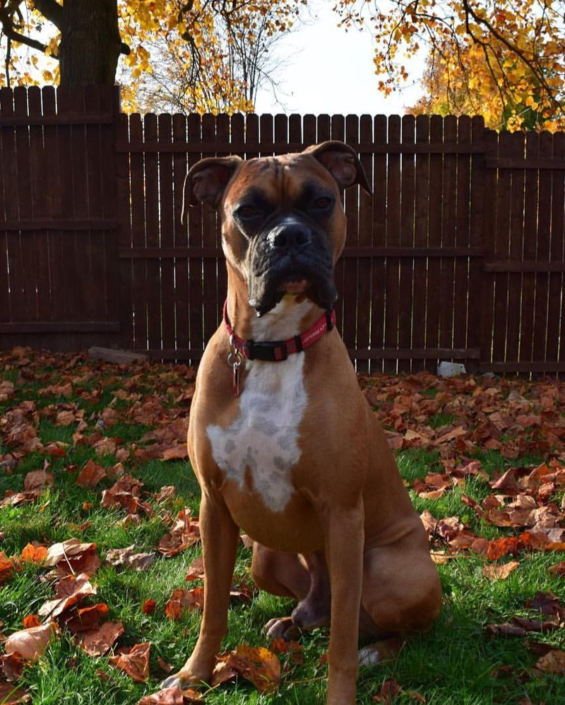Dog