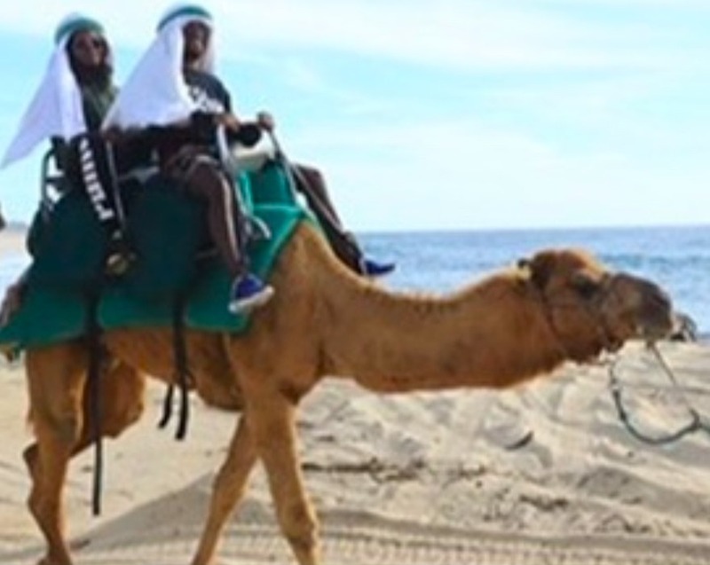 camel