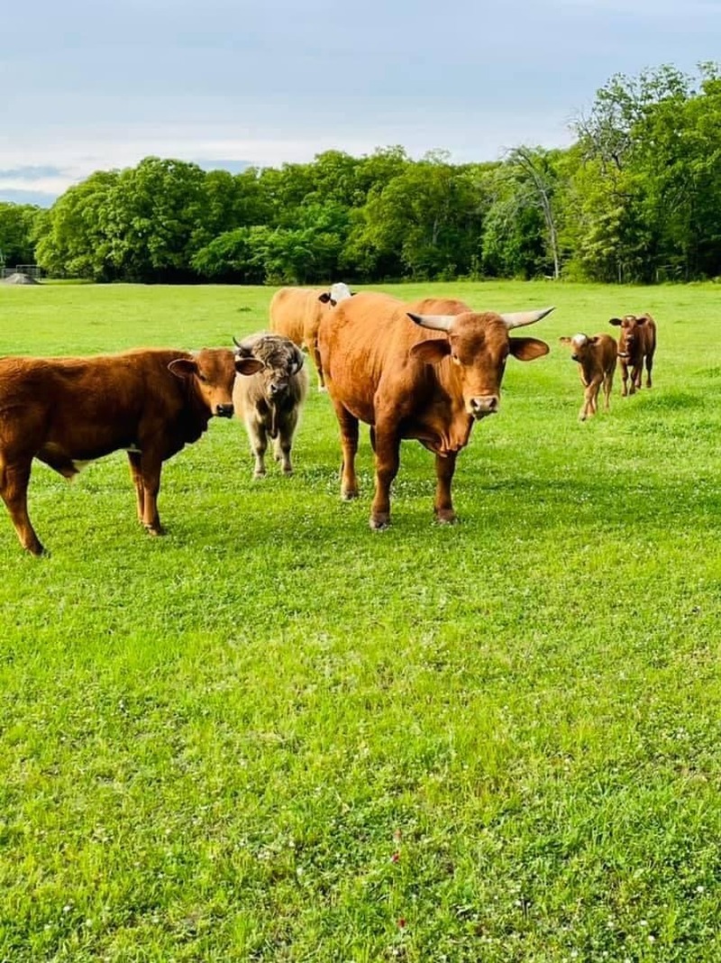 Ranch Photo and Cattle