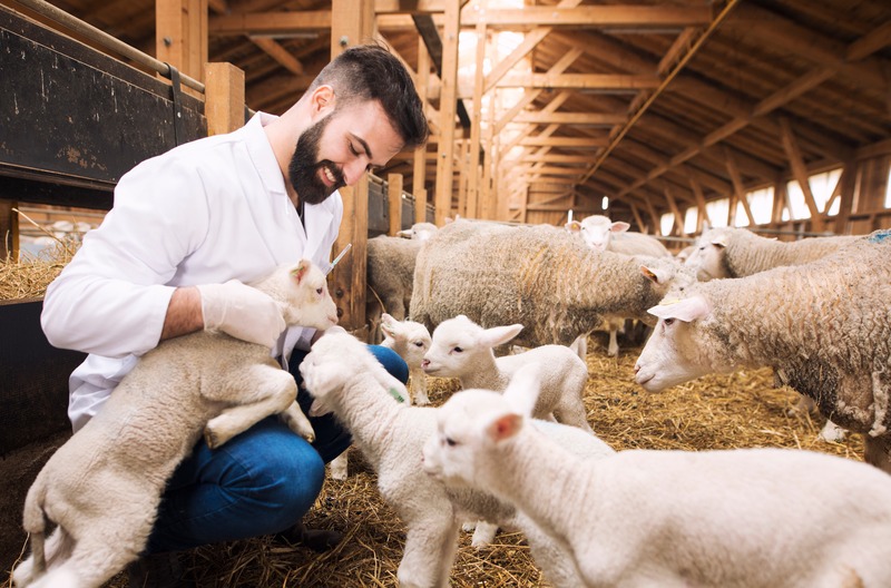 Veterinarian working on lambs and sheep