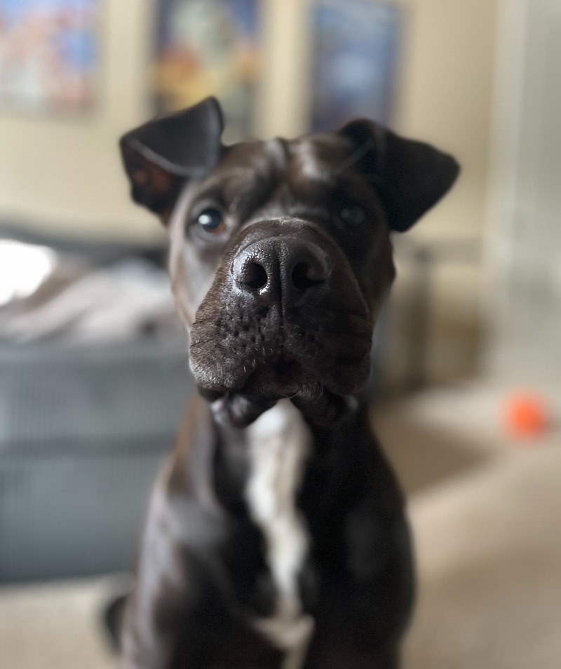 Asher
