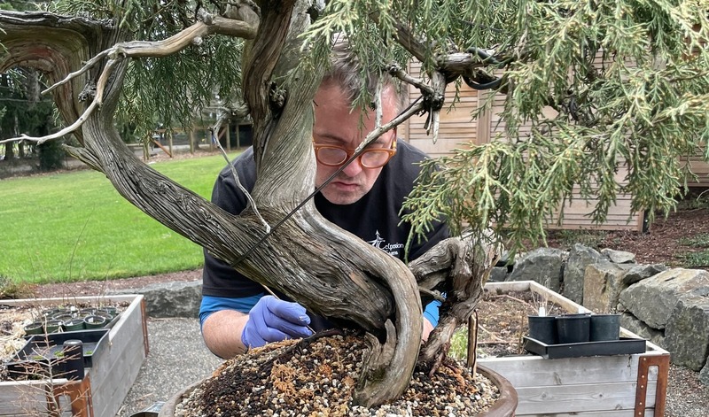 Thomas tending to one of his bonsai trees.
