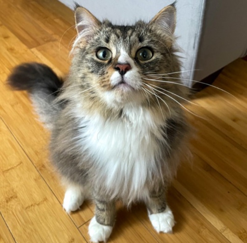 cat
